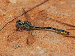 Phanogomphus hodgesi