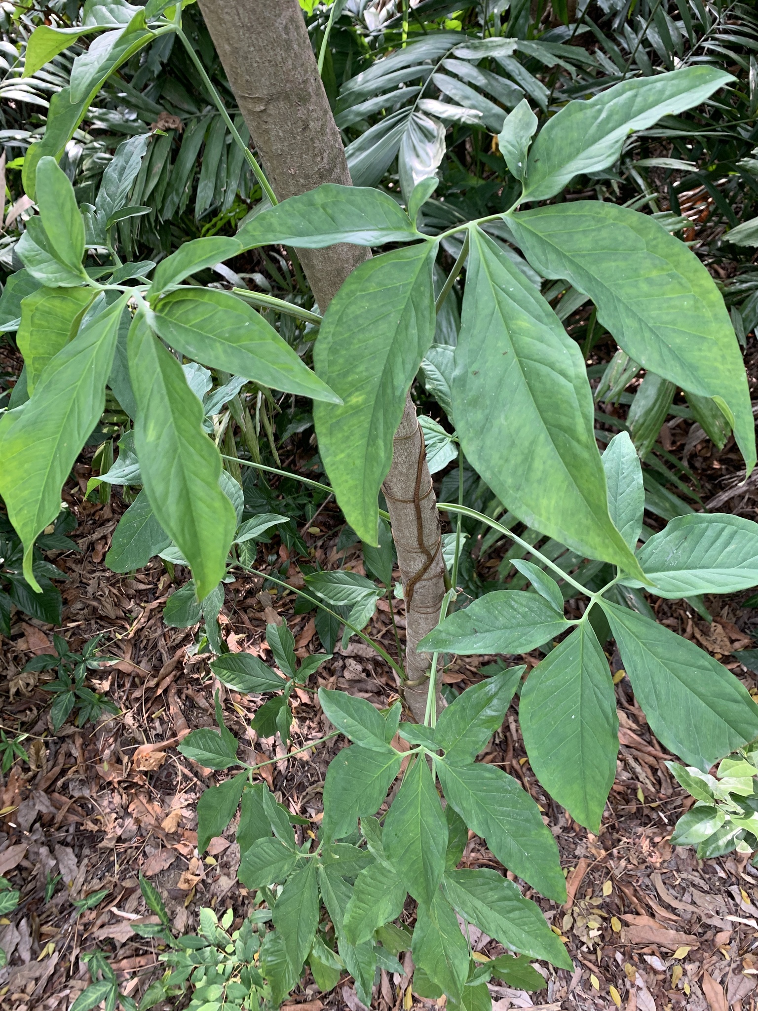 Imagem de Língua-de-cobra