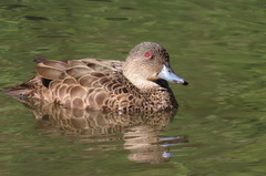 Chestnut Teal photo 4