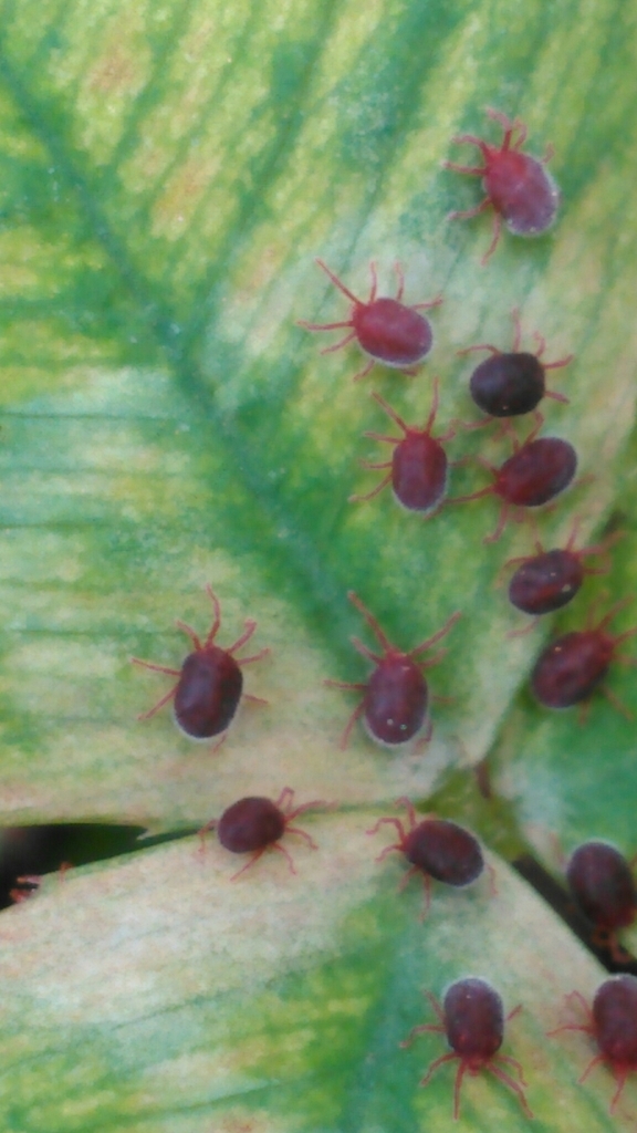 Clover Mite