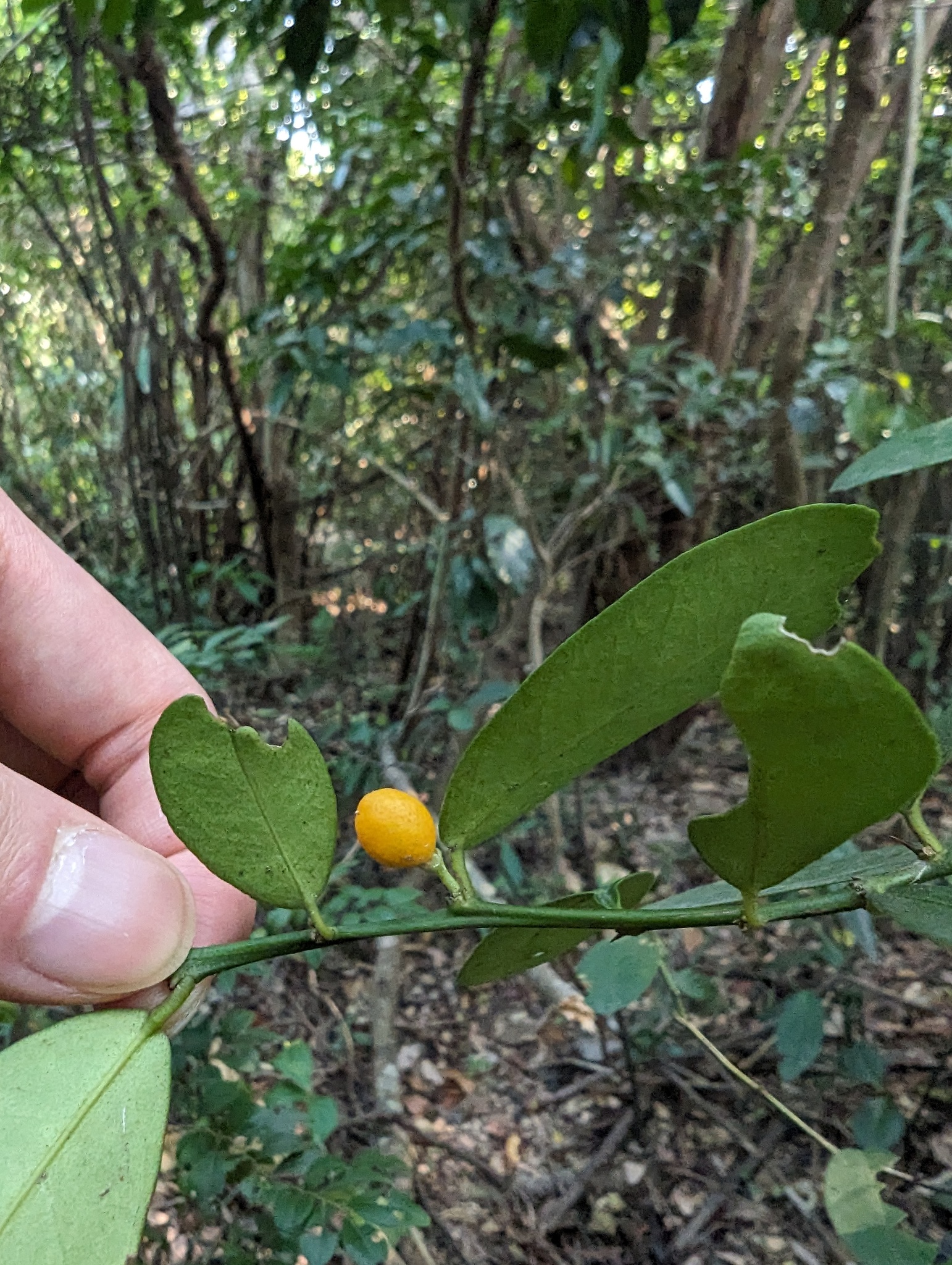 Imagem de Laranja Kinkan
