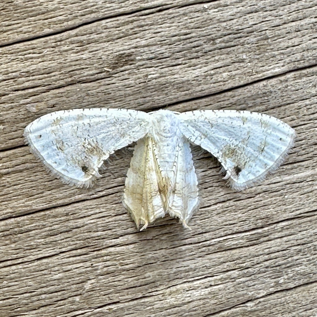 Chionoplema