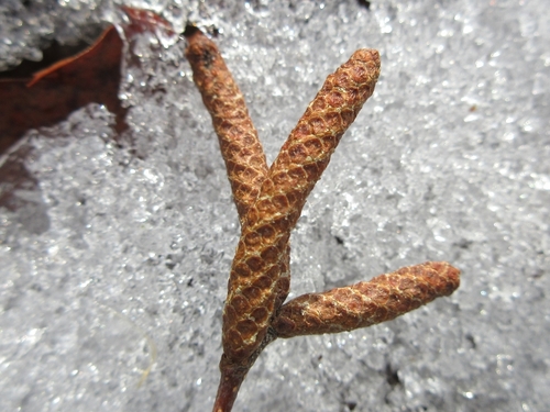 Betula davurica iNat (1)