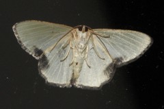 Metallochlora lineata