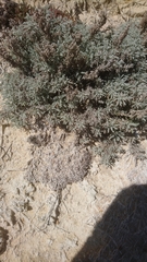 Artemisia caerulescens gallica