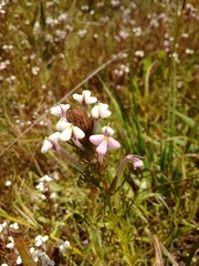 Triphysaria versicolor