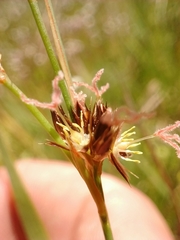 Juncus phaeocephalus