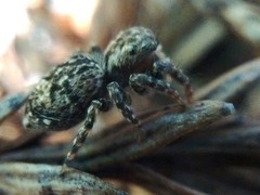 Mexigonus morosus
