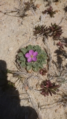 Erodium corsicum