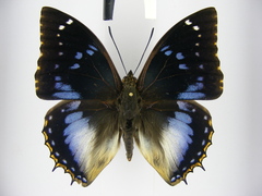 Charaxes xiphares burgessi