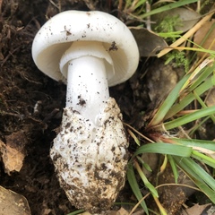 Amanita verna