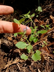 Scutellaria tuberosa