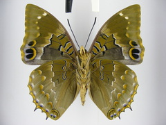 Charaxes xiphares burgessi