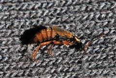 Pelecomalium testaceum