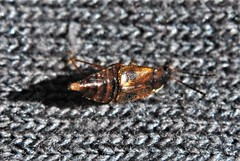 Pelecomalium testaceum