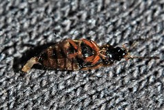 Pelecomalium testaceum