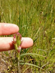 Castilleja densiflora