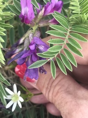 Astragalus plattensis