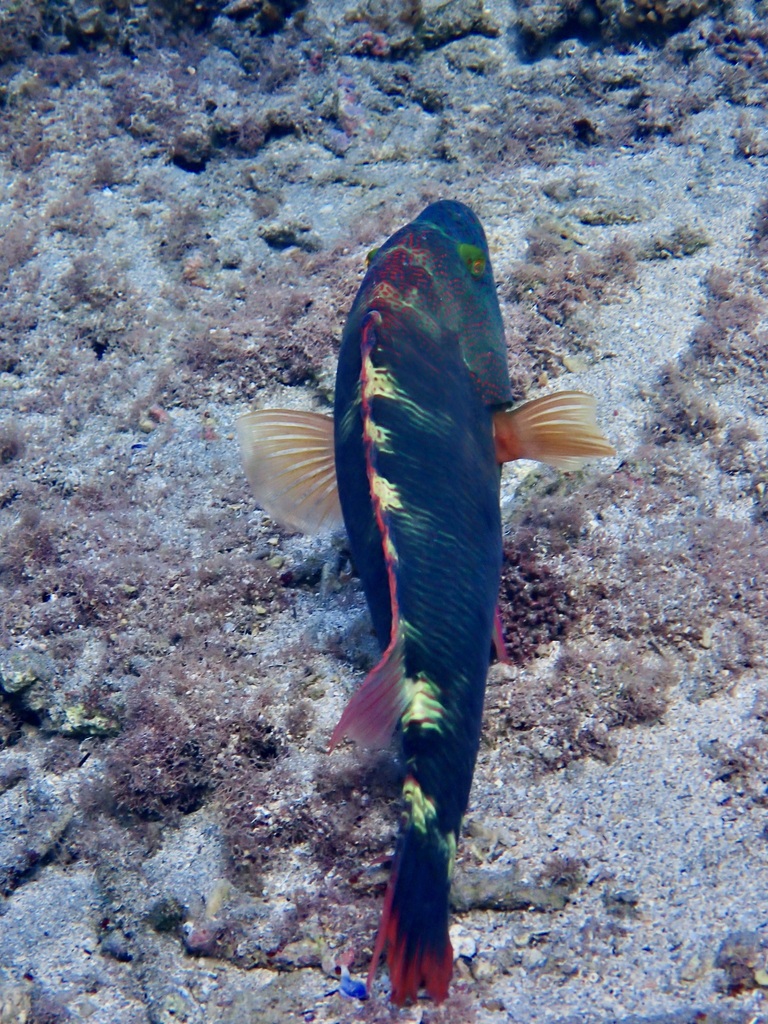 Photo de Labre trilobé (Cheilinus trilobatus)