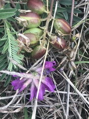 Astragalus plattensis