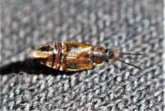 Pelecomalium testaceum