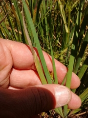 Juncus phaeocephalus