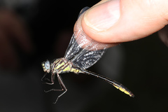 Hylogomphus geminatus