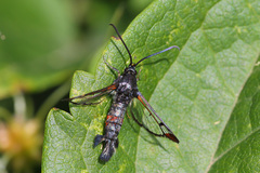 Synanthedon formicaeformis