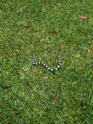 Eastern Bandy Bandy sighting