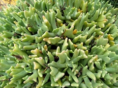 Rhombophyllum
