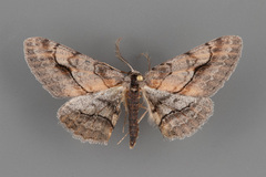 Stenoporpia pulmonaria