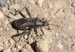 Tollius curtulus
