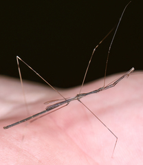 Emesaya brevipennis occidentalis