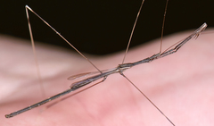 Emesaya brevipennis occidentalis