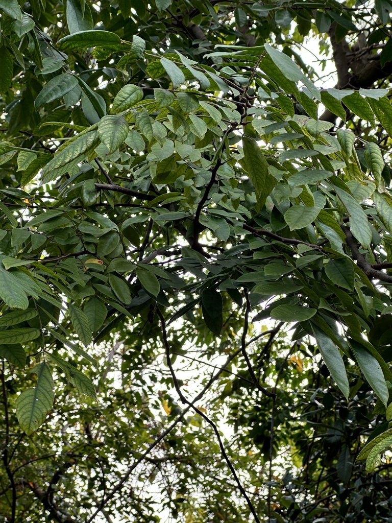Foto de Carambola