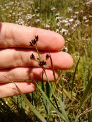 Juncus phaeocephalus