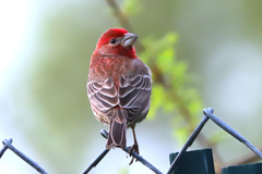 Haemorhous mexicanus