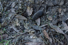 Microtus californicus