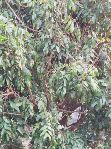 Foto de Logana