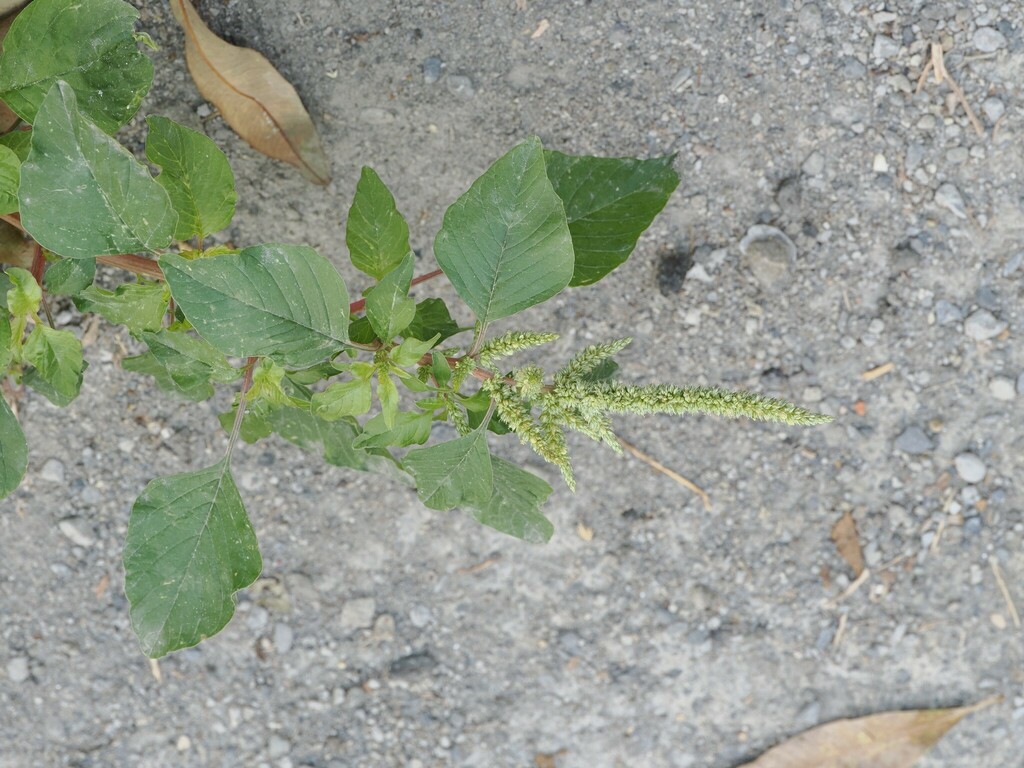 Foto de Bredo