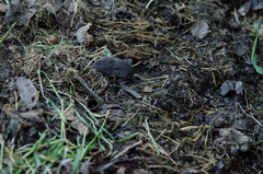 Microtus californicus