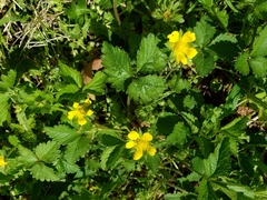 Potentilla indica