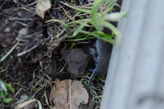 Microtus californicus