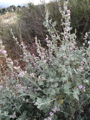 Malacothamnus hallii