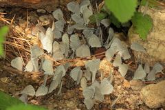 Celastrina echo cinerea