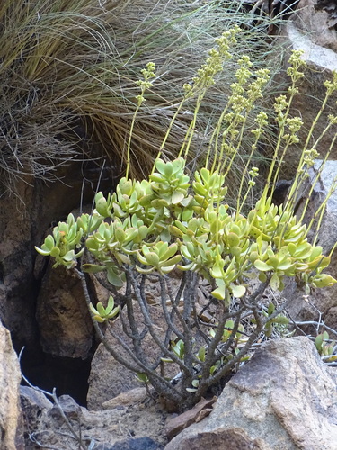 Image of Crassula cultrata by (c) Shaun Swanepoel, some rights reserved (CC BY)