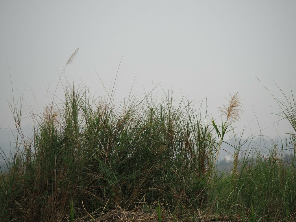 Foto de Cana-de-açúcar