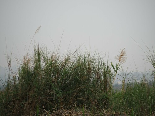 Cana-de-açúcar