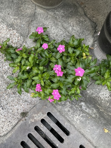 Vinca