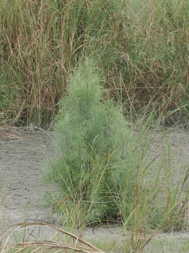 Casuarina
